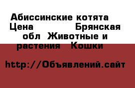 Абиссинские котята. › Цена ­ 14 000 - Брянская обл. Животные и растения » Кошки   